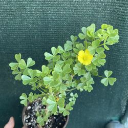 Oxalis Blooming Plant, In 6 Inch Pot Pick Up Only 