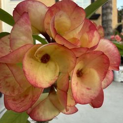 Corona De Cristo, Changua