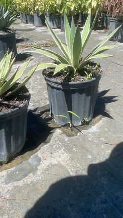 Caribbean Agave - 3 Gallons