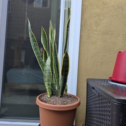 Snake Plant