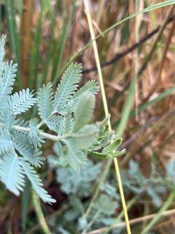 Acacia baileyana plants ‘Cootamundra Wattle’