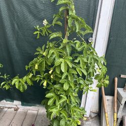 Purple Maracuya, Passion Fruit Vine Plant, In 5 Gallóns Pot  Is Fruiting Now Pick Up Only