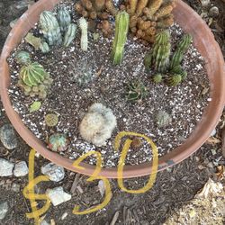 Cactus 