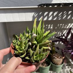 4in Pot Aloe Succulent 