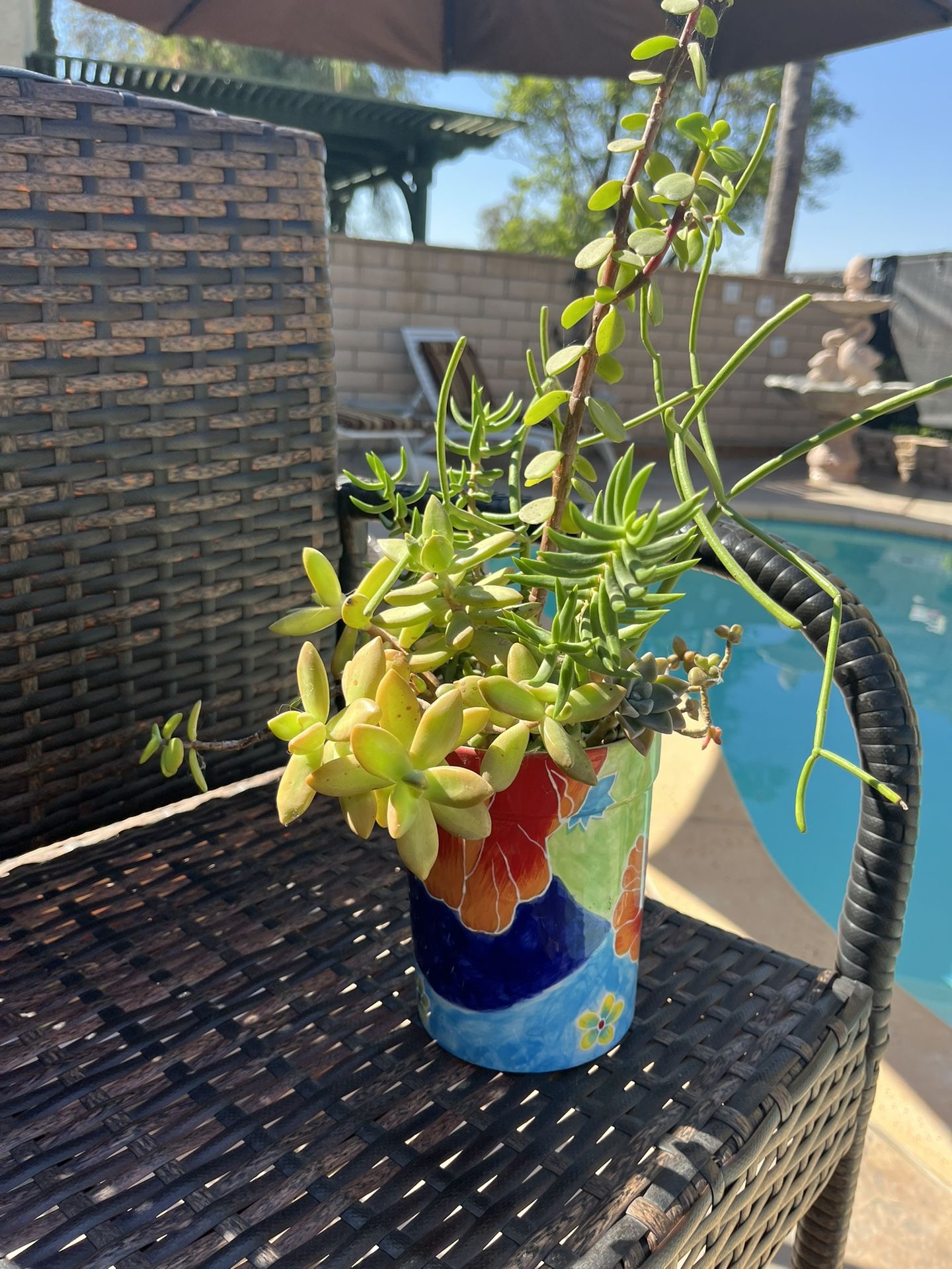 Colorful Ceramic Pot With Healthy Succulents