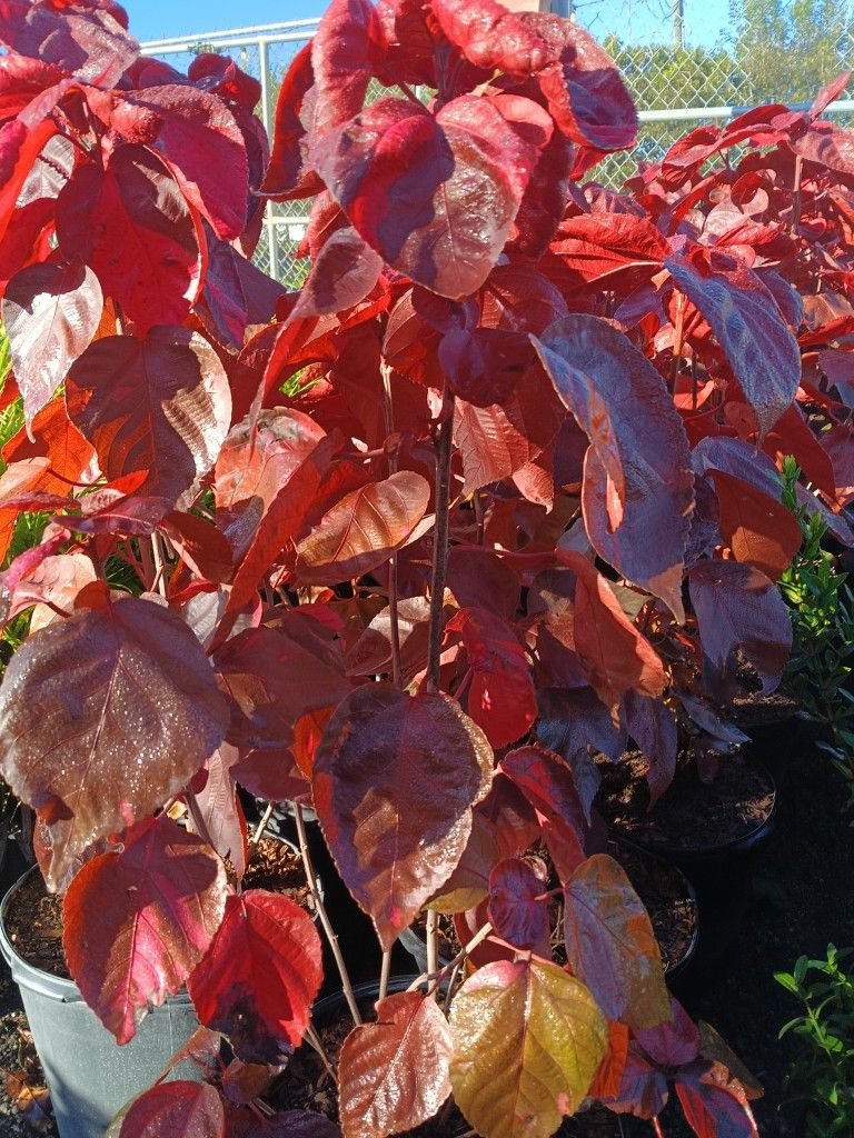 Red Copper Leaf Plants 🌿 7gl $16