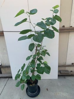 S1- Pakistani Mulberry Tree
