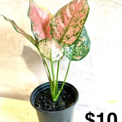 Pink Dalmatian Aglaonema