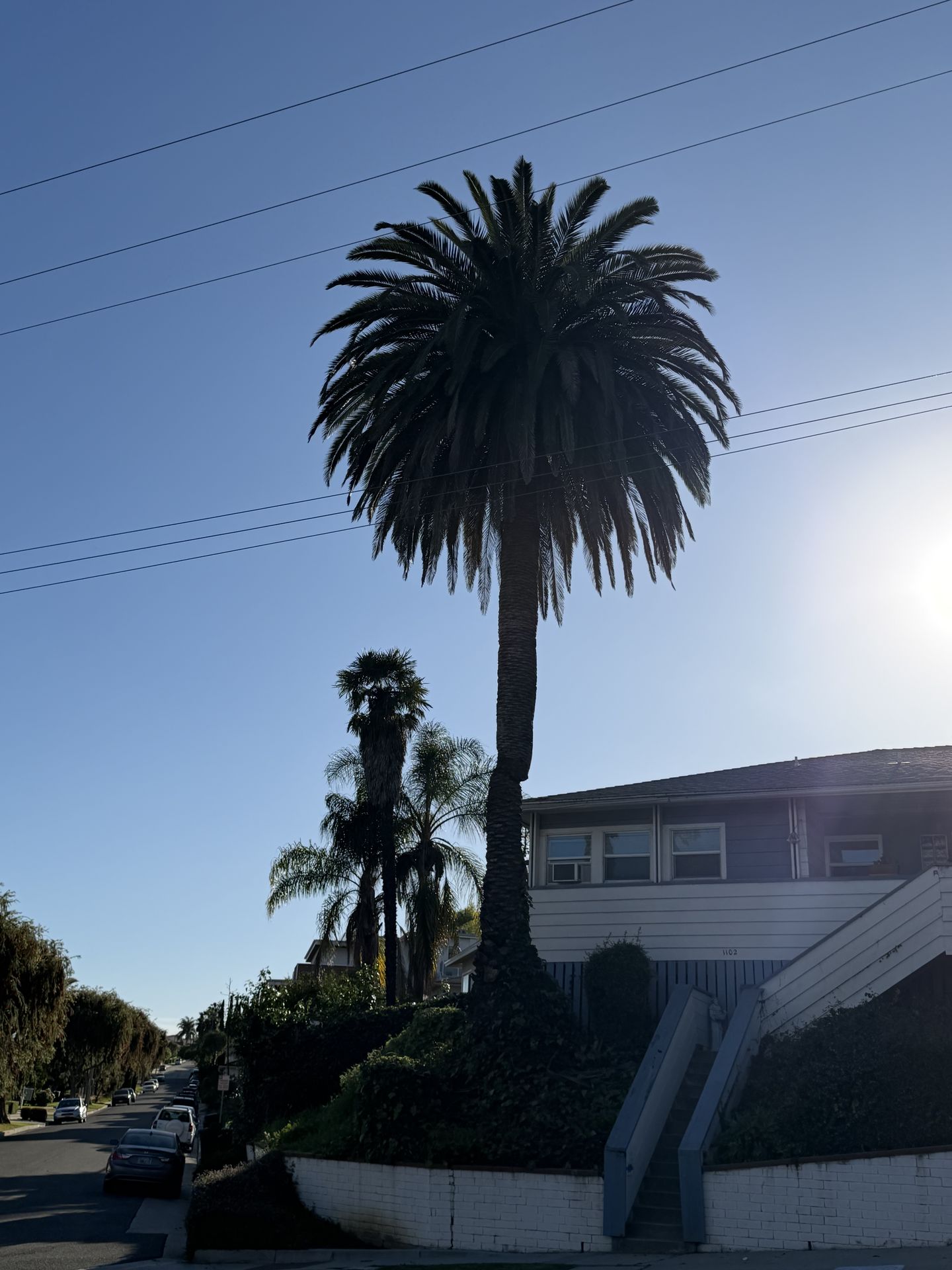 Free Tall Palm Tree