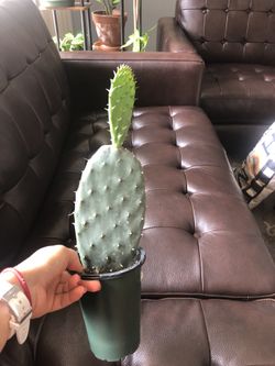 Prickly Pear Cactus for Sale in Chicago, IL - OfferUp