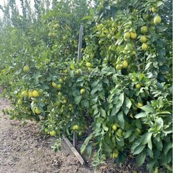 Se Vende Limones • Lemons For Sale