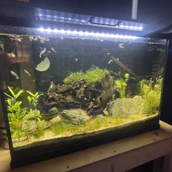 BEAUTIFUL Fish Tank / Aquascape For Sale