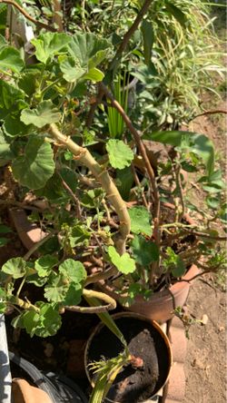 Geraniums in pot decorative green plants easy to care for red flowers 💐