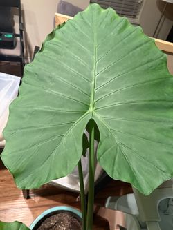 Giant Taro Plant