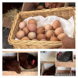 Fresh Organic Eggs Silkies’s 
