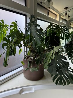 Large Monstera Deliciosa in Dark Brown Pot