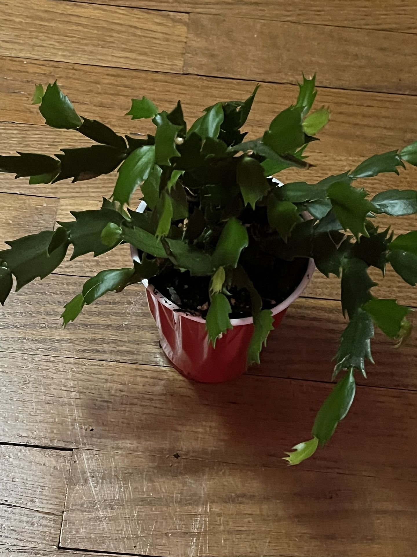 Cactus Plants 2 Plants