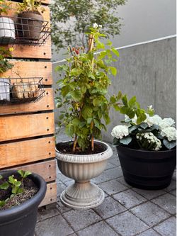 Prolific raspberry plant
