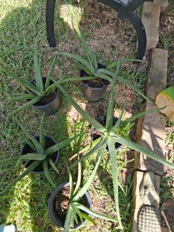 Sabila and ingles aloe vera