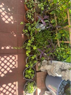 Plants in assorted pots