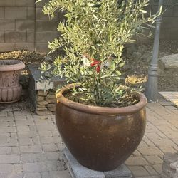 Olive Tree In Large Glaze Ceramic Pot