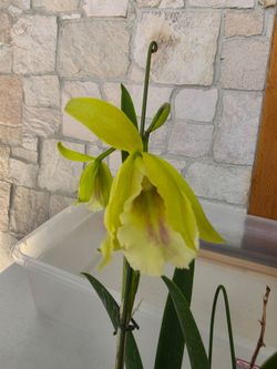 Orchids Live Hawaiian plants