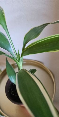 Indoor plant