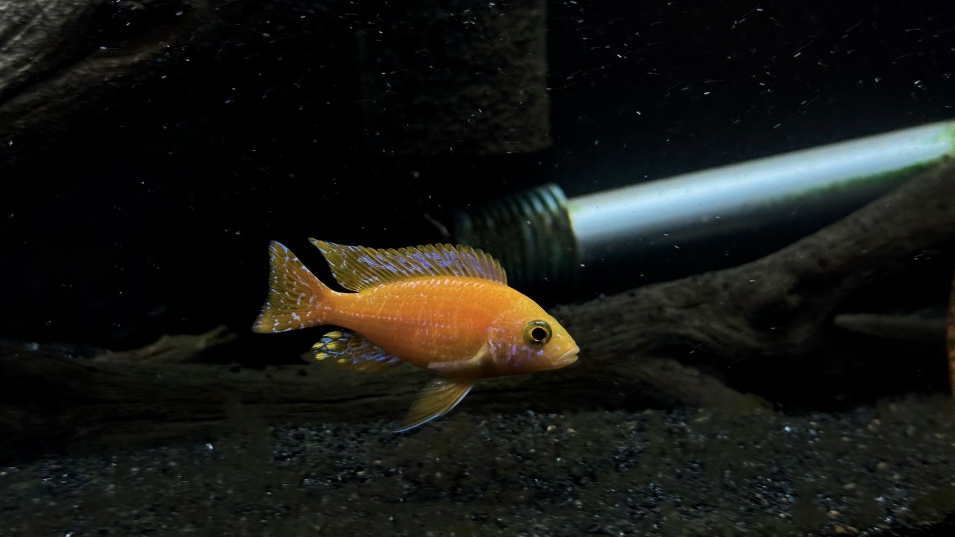 Aquarium Accessories