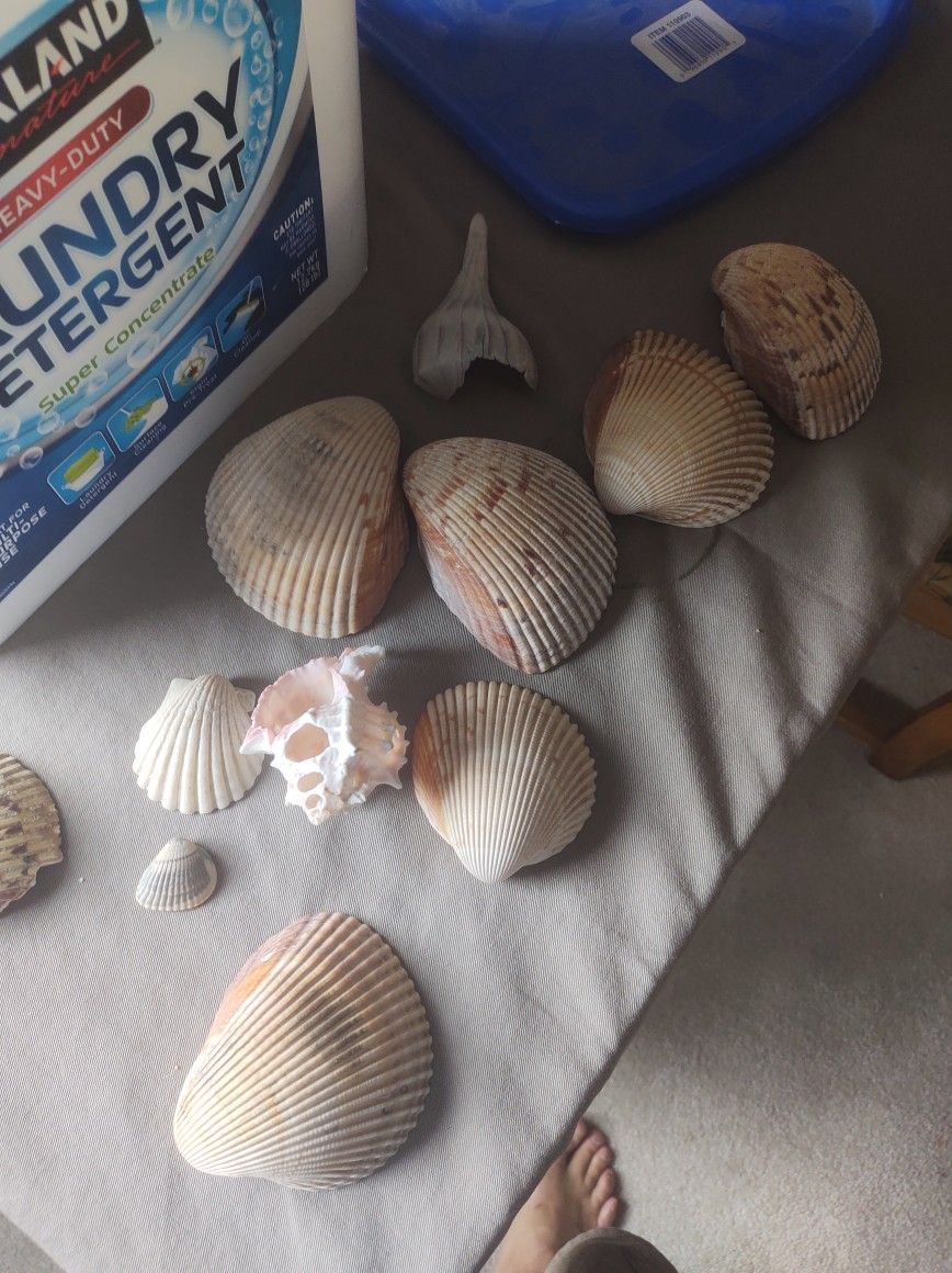 Bunch Of Sea Shells
