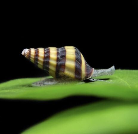 Free Assassin Snails For Fish Tank