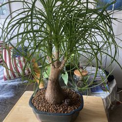 Ponytail Palm Bonsai for Sale in Queens, NY - OfferUp