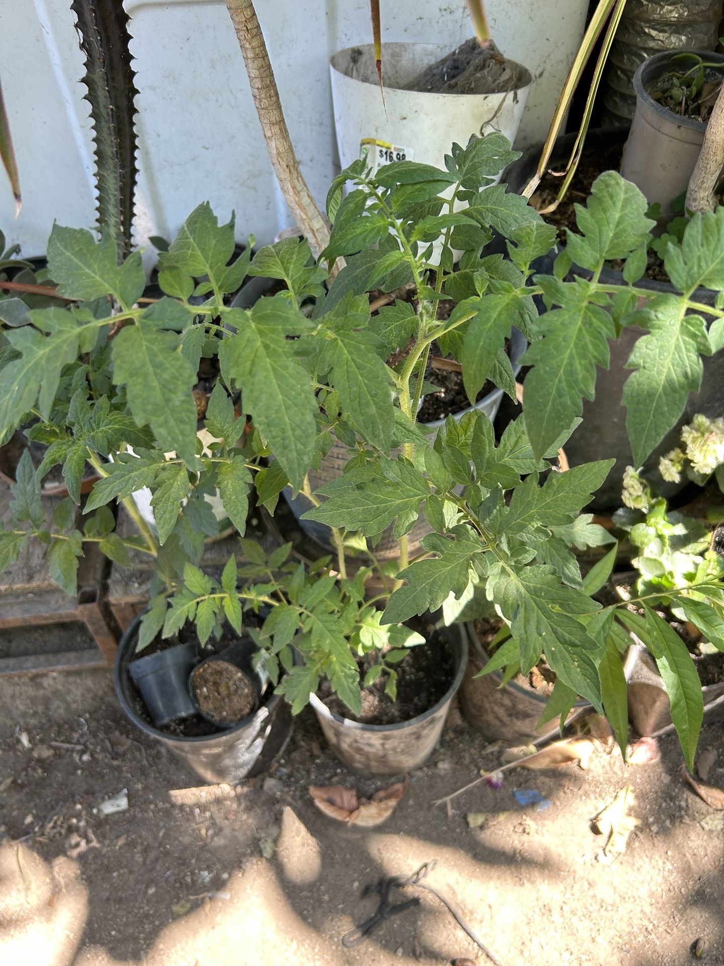 Gitomate