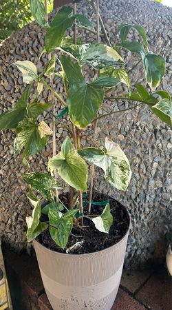 Beautiful Syngonium  plant