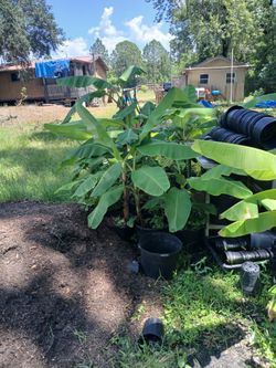 Banana Trees