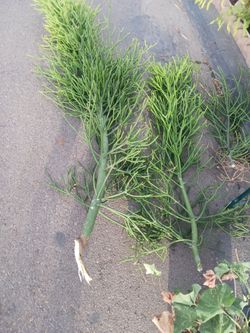 Free Cactus/Succulent SEE OTHER OFFERS