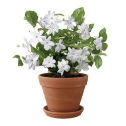 Sambac Arabian Jasmine Fragrance White flower  Plant 6”pot Single Petal Indoor Outdoor Houseplant 