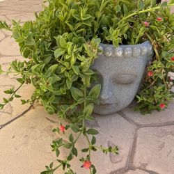 Succulent  Ice Plant Buddha  Head Planter