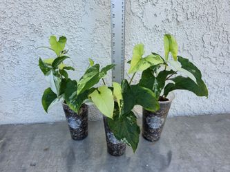 Syngonium Albo Plants