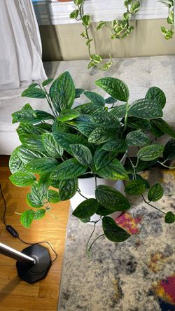 Real Monstera Peru Plant With Beautiful Planter