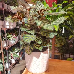 Calathea Peacock Prayer Plant