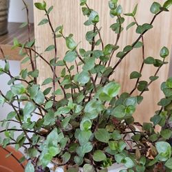 Turtle Vine Plant