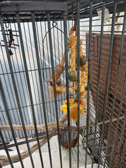 Metal Bird Cage with Accessories