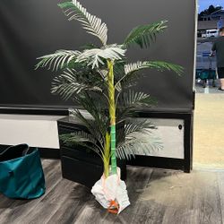 False Palm 