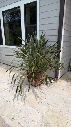Free! 2 Mature Birds of Paradise