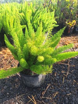 Foxtail Fern 3 gal