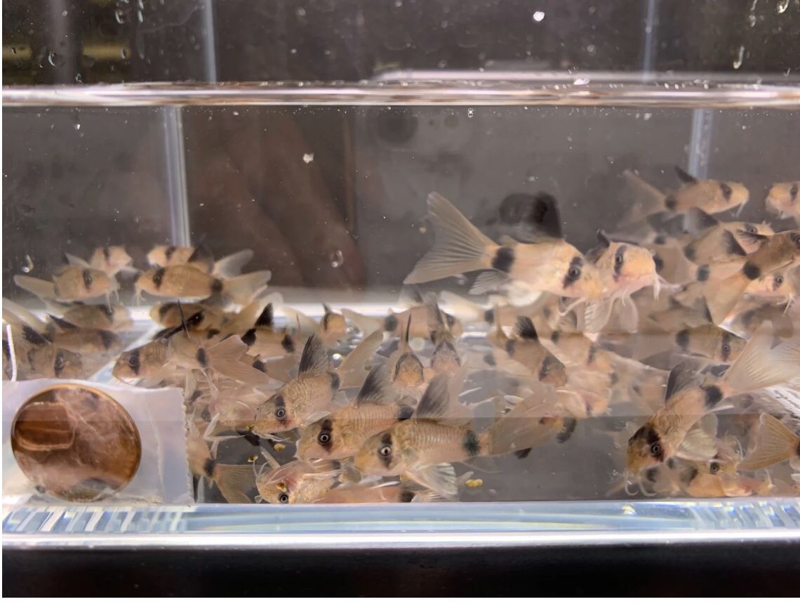 4 Longfin Panda Cory