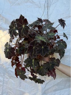 8” big begonia Rex