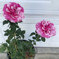 Rose Bush Plant, In 5 Gallons Por Pick Up Only