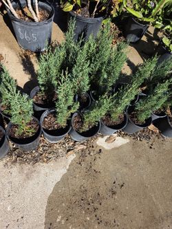 Pine Italiano Cypress 1gallon 