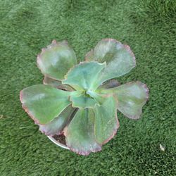 Echeveria succulent